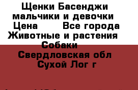 Щенки Басенджи ,мальчики и девочки › Цена ­ 1 - Все города Животные и растения » Собаки   . Свердловская обл.,Сухой Лог г.